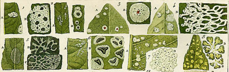Tecknade illustrationer av olika bladlevande lavar ur "Méthode Lichénographique et Genera" av A. L. A. Fée utgiven 182