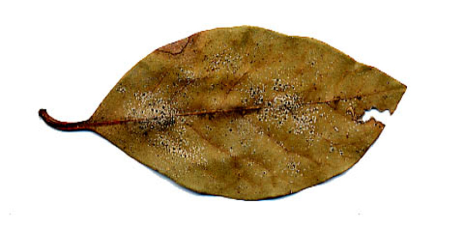 Blad från lagerträd på Madeira med bland annat laven Tapellaria epiphylla. De svarta prickarna är fruktkroppar med sporer. Insamlad i juli 1952 av Herman Persson. Ur Naturhistoriska riksmuseets samlingar.