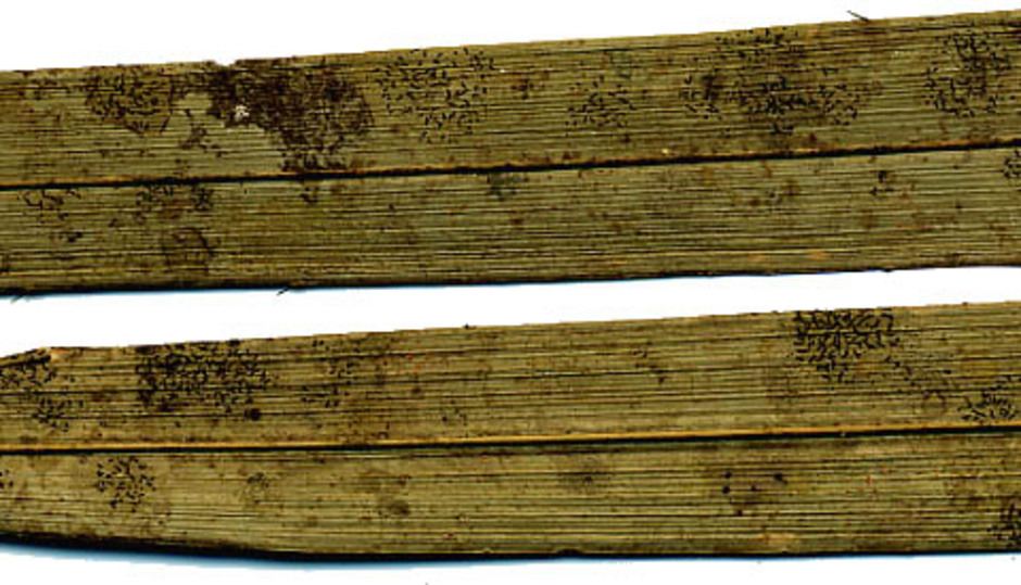 Opegrapha filicina på palmblad från Brasilien, insamlade 1894 av Gustav A:n Malme. De streckliknande svarta fruktkropparna är typiska för detta lavsläkte. Ur Naturhistoriska riksmuseets samlingar.