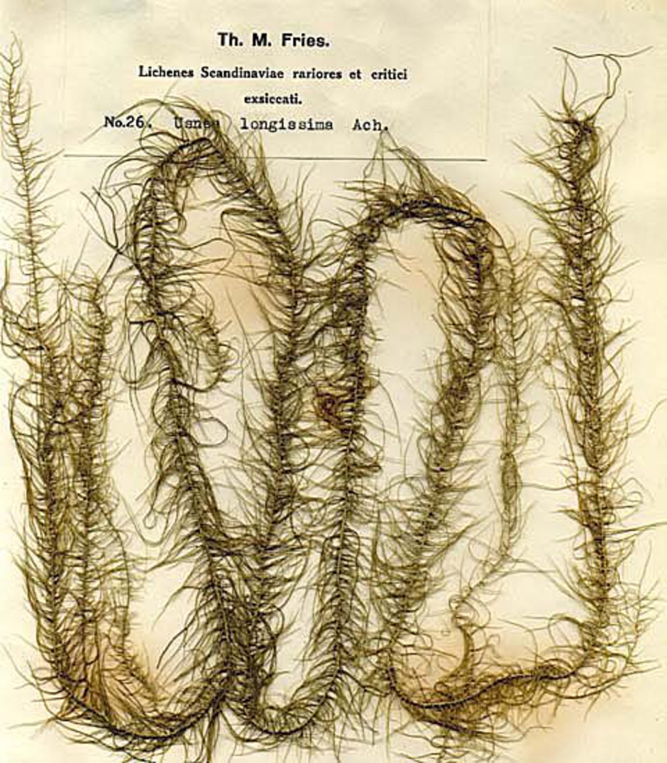 Långskägg, Usnea longissima, kan bli flera meter lång. Ur Naturhistoriska riksmuseets samlingar.
