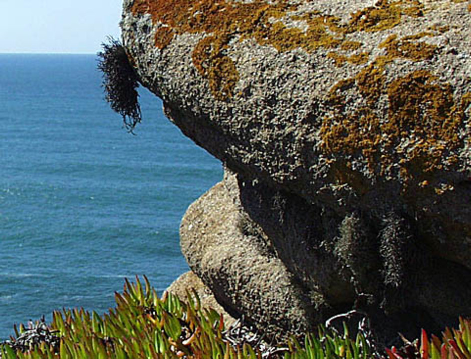 Roccella tinctoria på spetsen av en klippa vid Cabo da Roca, Portugal. Lite längre ner till höger på samma klippa, i skuggan, kan även ses R. canariensis och R. fuciformis. Foto: Anders Tehler.