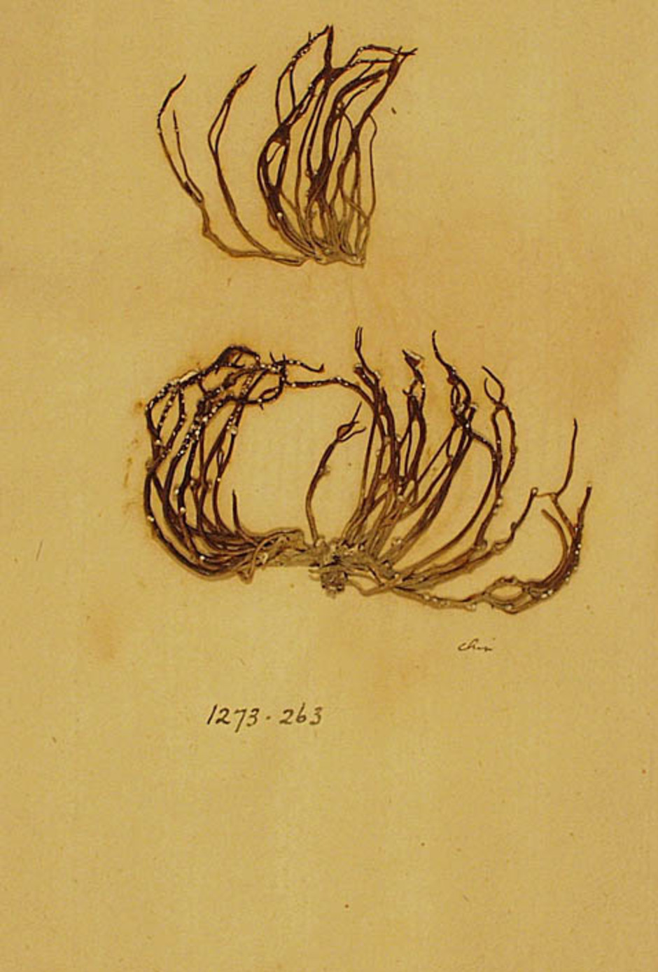 Typmaterialet för Linnés Lichen roccella. Notera Linnés handstil på arket nere till höger (The Linnean Society of London). Foto: Anders Tehler.