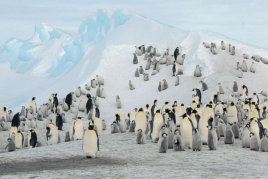 Många kejsarpingviner på ett isberg