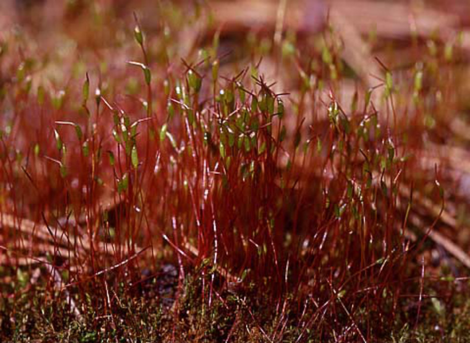 Brännmossan färgar ofta stora markpartier röda om våren, speciellt om markytan rörts om något år tidigare. Foto: Lars Hedenäs