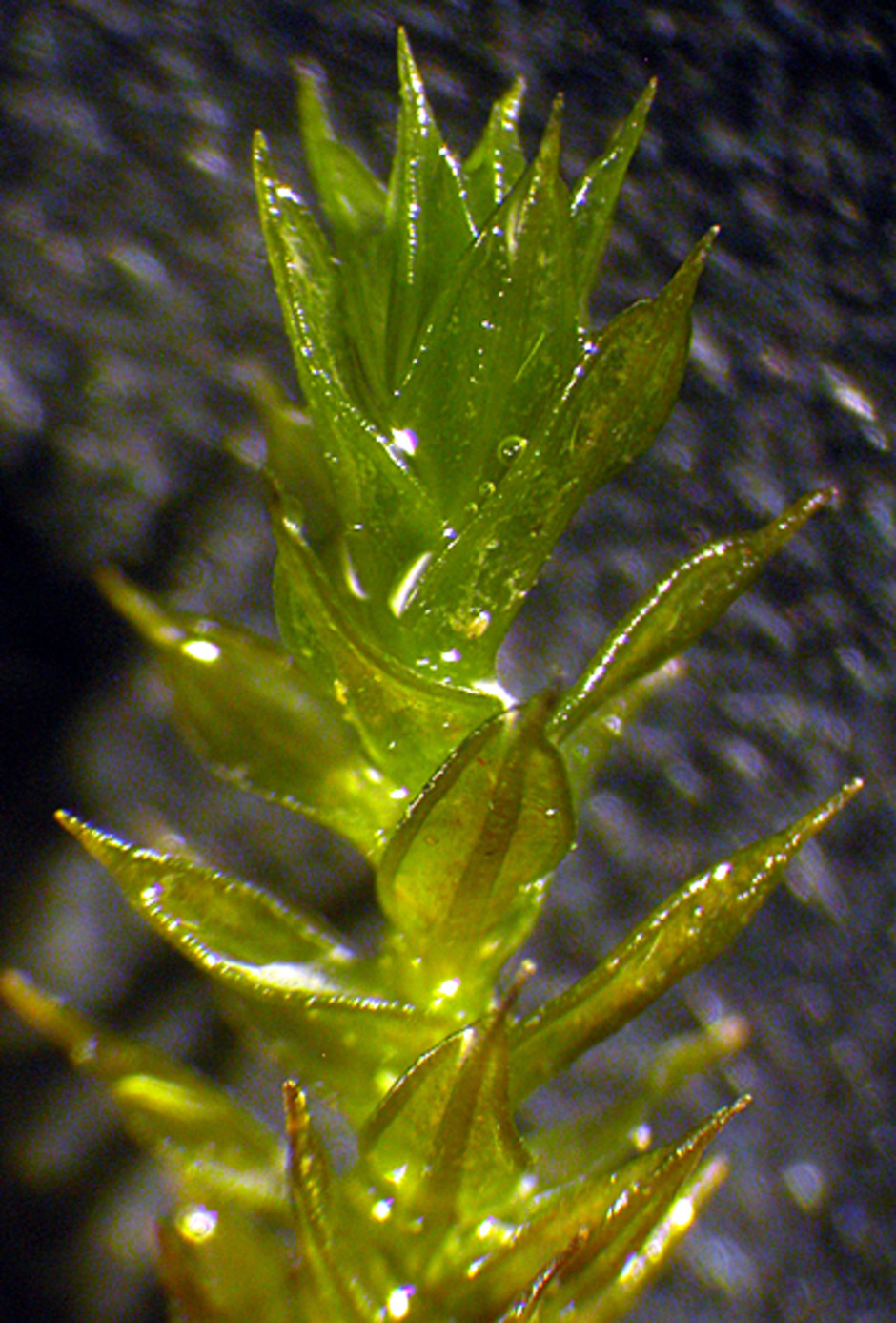 Skott av Cinclidotus nyholmiae. Lägg märke till den utlöpande bladnerven och de förtjockade bladkanterna. Foto: Lars Hedenäs