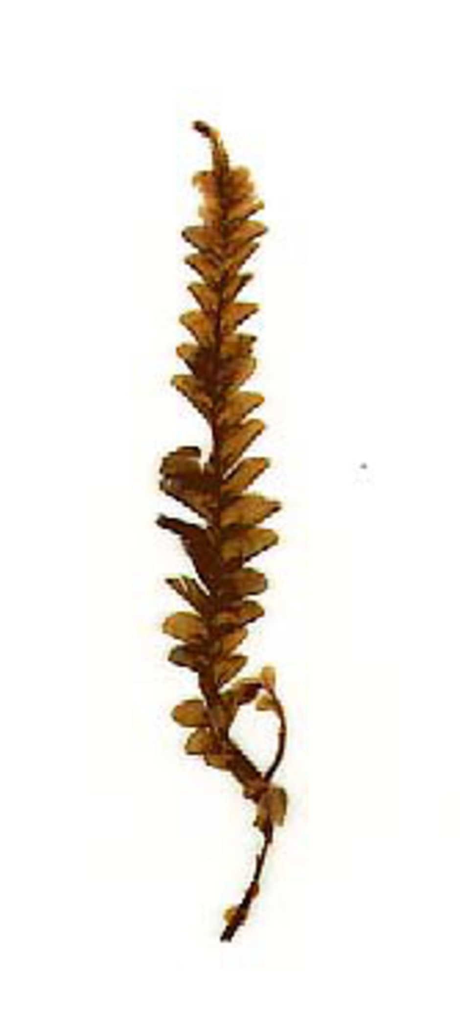 Typmaterial av Plagiochila chonotica Tayl., insamlad av Charles Darwin i Chonos-arkipelagen utanför Chile. Materialet förvaras i Naturhistoriska riksmuseets herbarium.