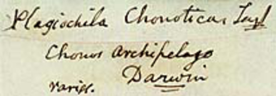 Etiketter till typmaterialet av Plagiochila chonotica Tayl. Ur Naturhistoriska riksmuseets samlingar.