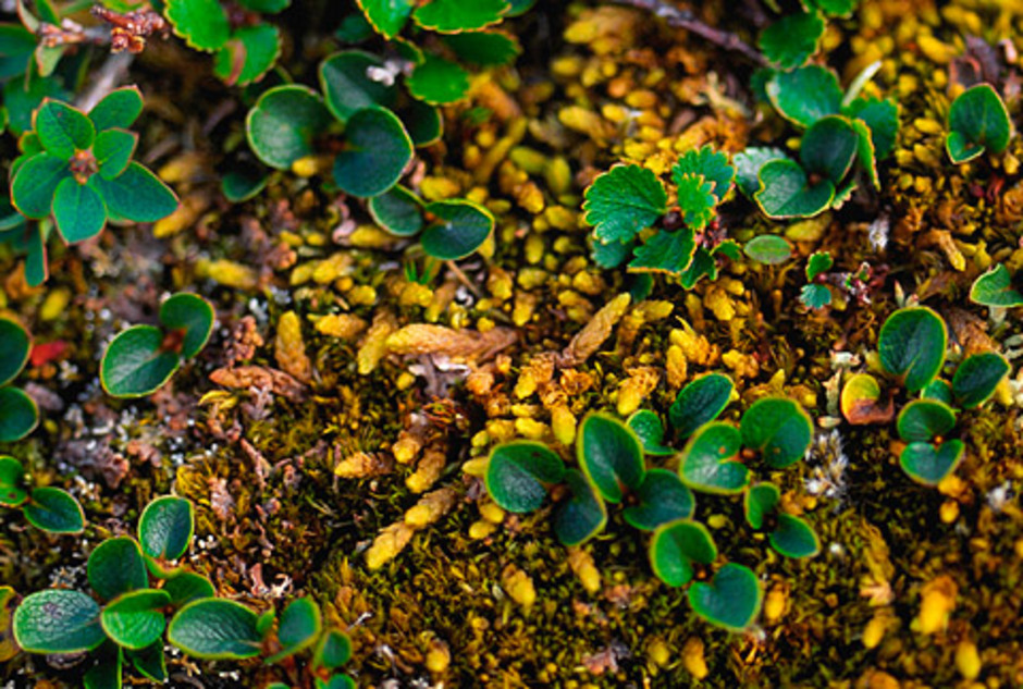 Fjällräffelmossa Aulacomnium turgidum fotograferad på Skarsfjället i västra Härjedalen. Foto: Lars Hedenäs