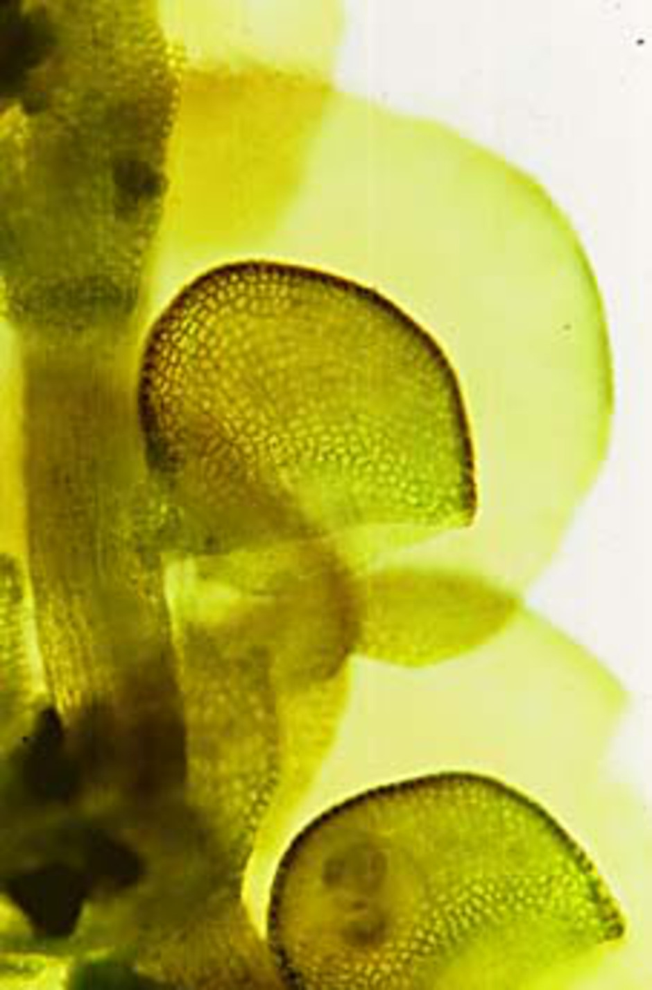Skott av hjälmfrullania, Frullania dilatata, med hjälmformiga undre bladflikar ("vattensäckar"). Foto: Irene Bisang