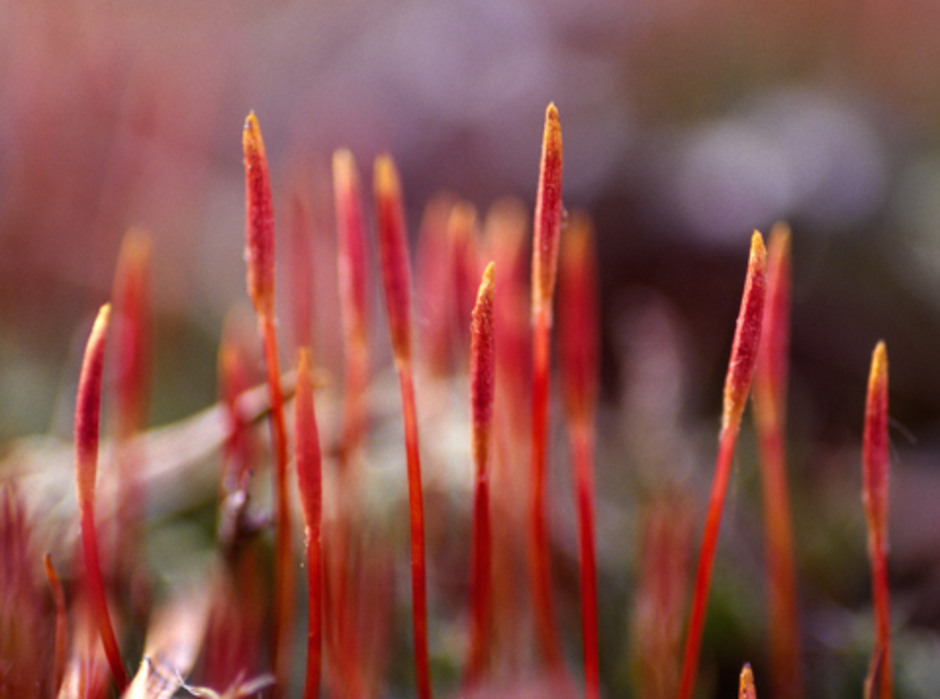 Under den tidiga våren har hårbjörnmossans Polytrichum piliferum sporkapslar hunnit utvecklas en bit längre och de röda kalyptrorna sitter nu på vackert röda sporkapselskaft (Uppland). Foto: Lars Hedenäs.