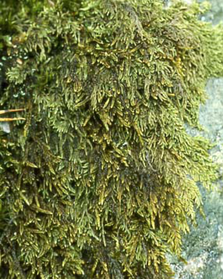 Här växer cypressfläta Hypnum cupressiforme och trådfläta H. andoi tillsammans på en klippa. Cypressflätan är den något grövre arten med en något brunaktig färgton, medan trådflätan är den mindre, matt gröna arten. Foto: Lars Hedenäs