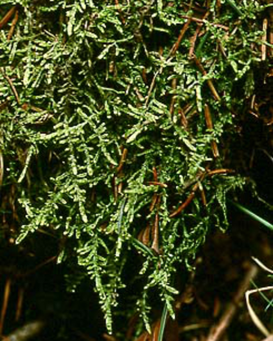 Plattflätan Hypnum jutlandicum växer oftast på marken. Lägg märke till de platta och bleka skotten. Foto: Lars Hedenäs