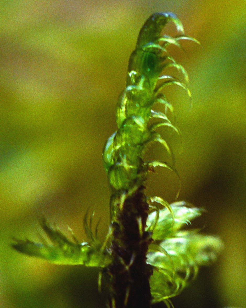 Övre delen av skott av Tomentypnum falcifolium (U.S.A.: Minnesota; S reg. nr. B16973). Foto: L. Hedenäs.