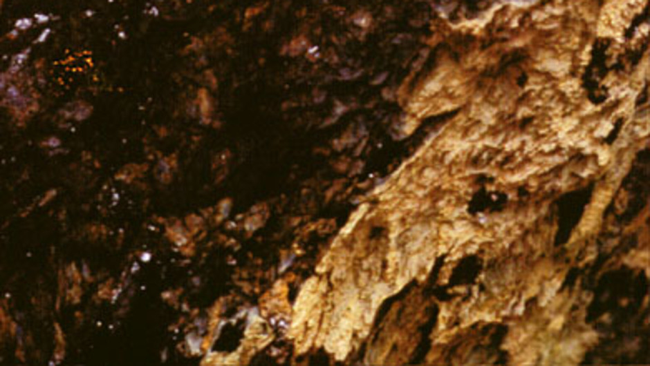 Nickkismossans växtplats. Notera de vitaktiga utfällningarna på klippan. Mossans sporkapslar syns till vänster i bilden. Foto: L. Hedenäs.