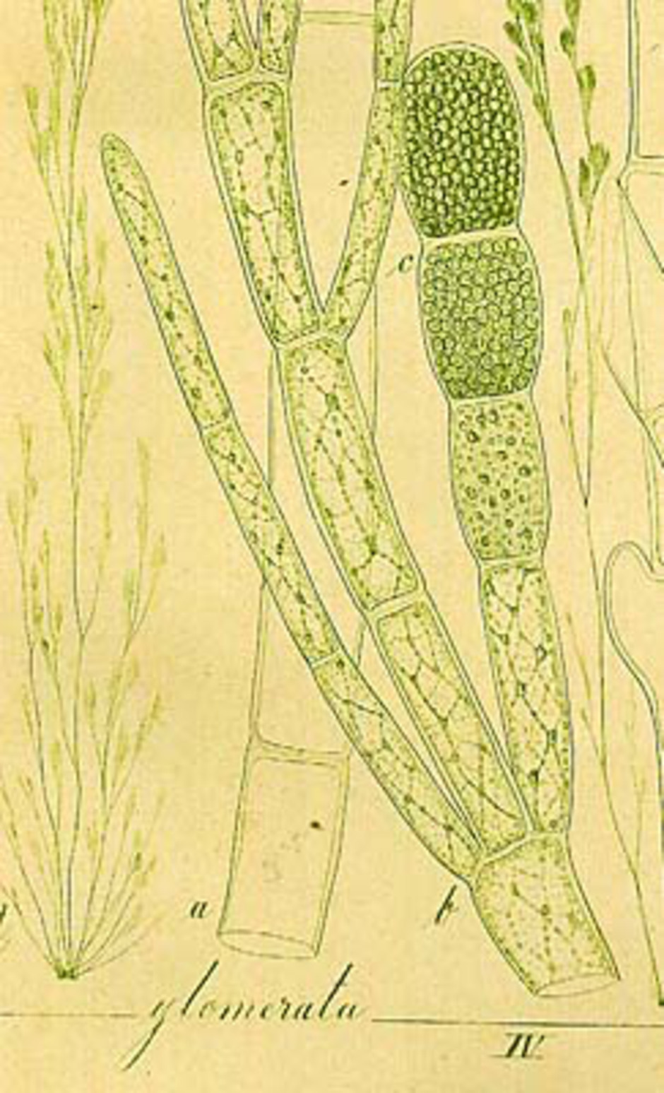 Bild av grönslick ur Kützings "Tabulae phycologicae" från 1854. Vid c syns ett sporangium i stark förstoring.
