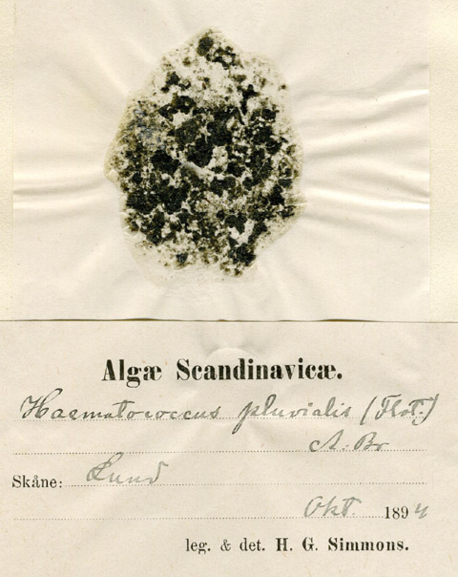 Haematococcus pluvialis från Lund i Skåne, 1894. Ur Naturhistoriska riksmuseets samlingar.