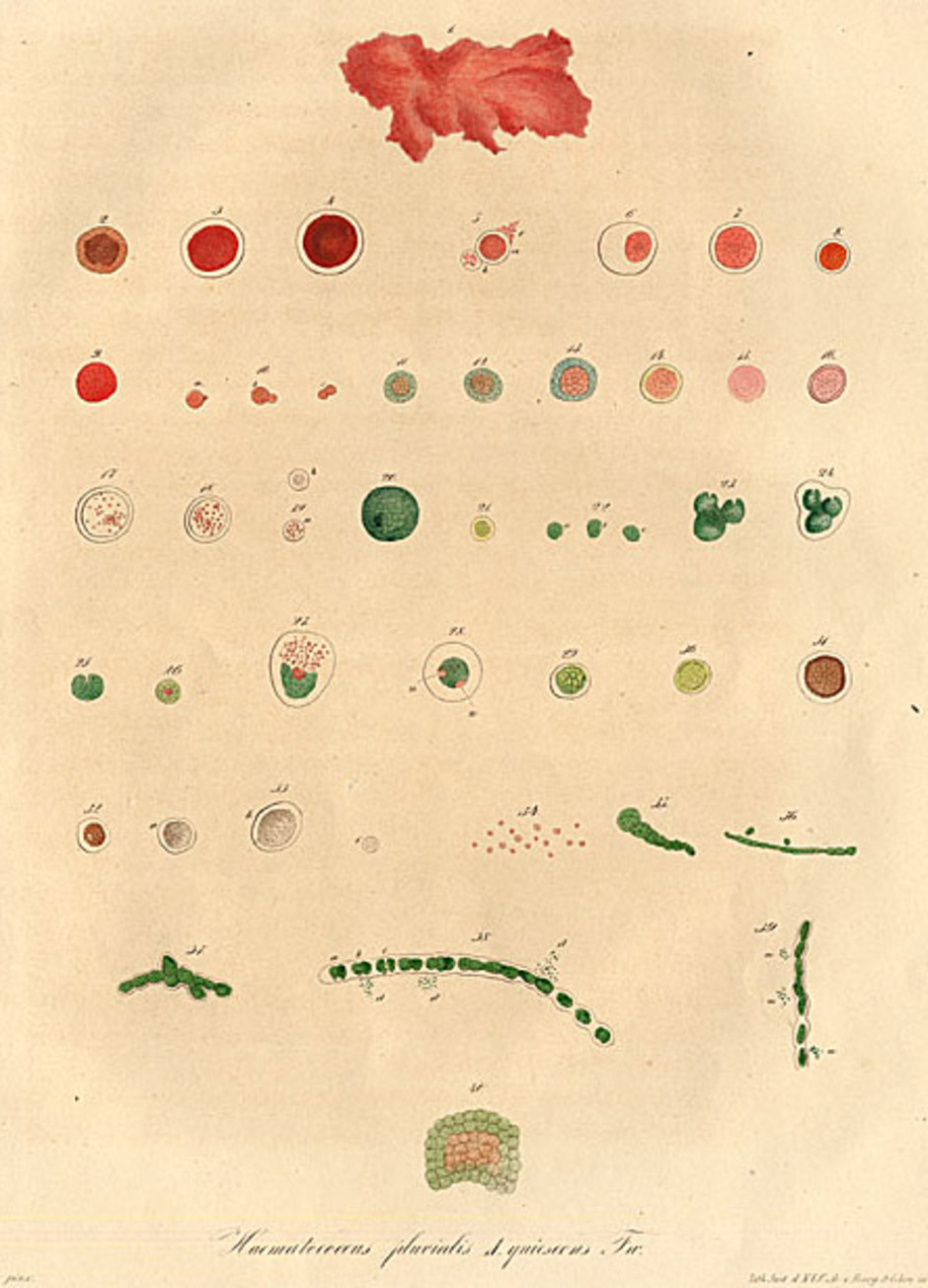 Illustrationer ur boken "Über Haematococcus pluvialis" över algens mångtaliga livsformer, enligt Julius von Flotow.