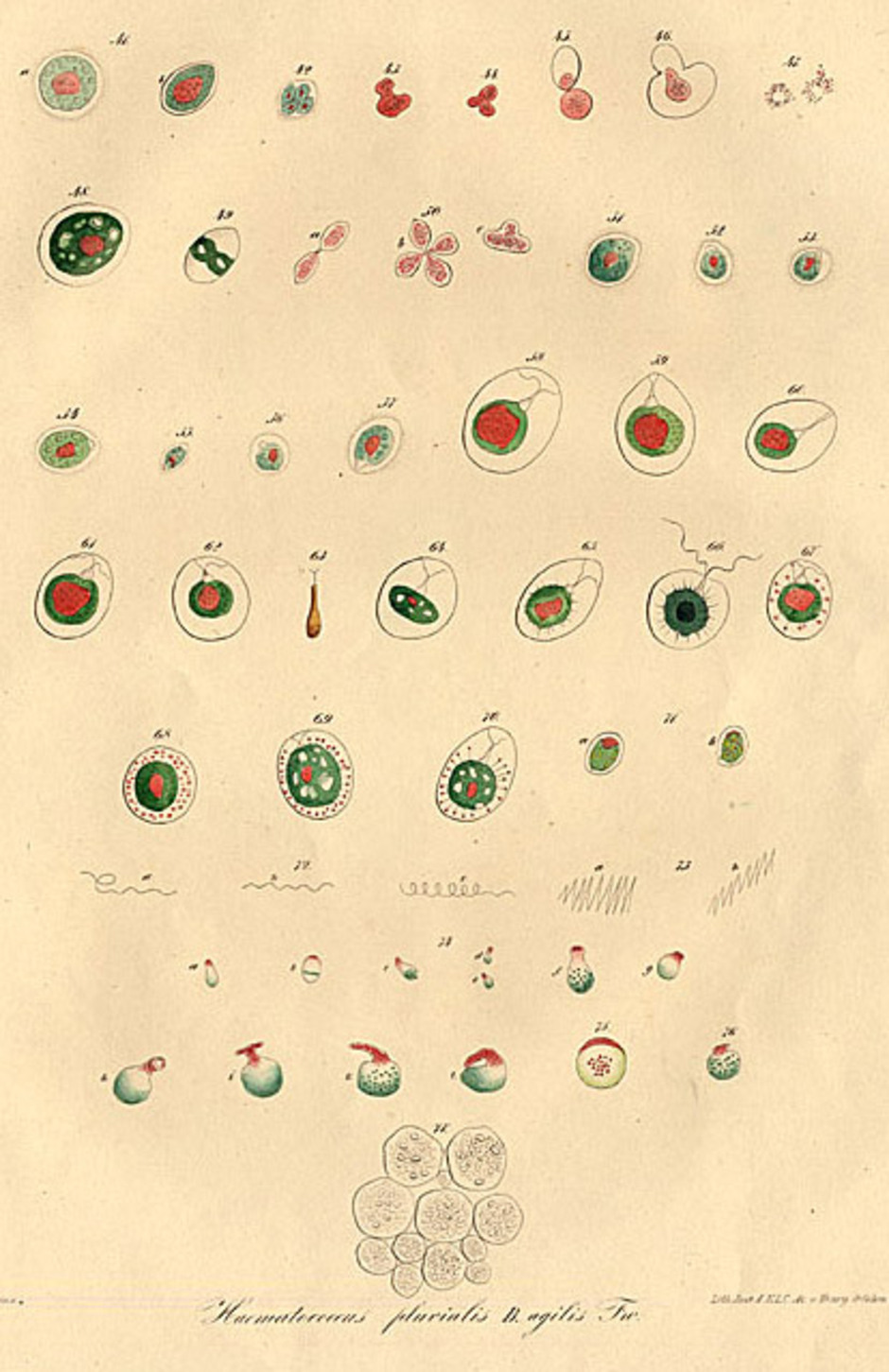 Fortsatta illustrationer ur boken "Über Haematococcus pluvialis" över algens mångtaliga livsformer, enligt Julius von Flotow. Foto: AstaReal
