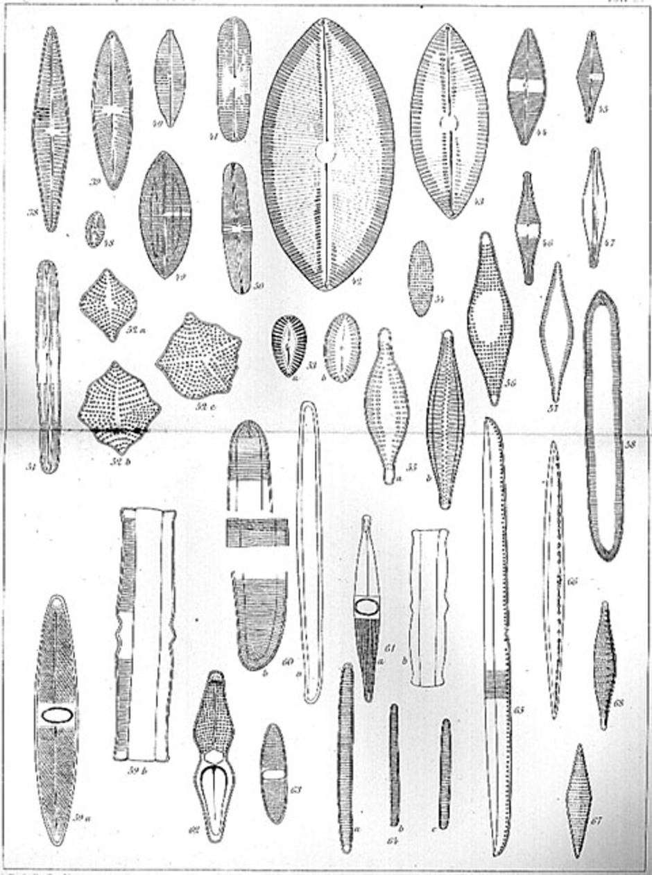 En illustration ur P.T. Cleves publikation om kiselalger från prover som tagits av Vegaexpeditionen 1878-80. Bilden visar representanter från Norra Ishavet ner till Indiska Oceanen. Här finns också många, för vetenskapen på den tiden, nya arter (nr 43-49 och 64-66 t ex).
