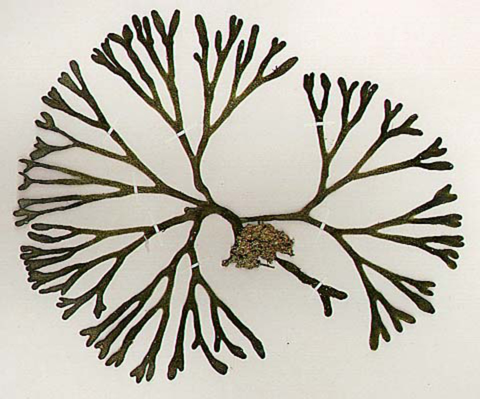 Kodium har mörkgrön, gaffelgrenig bål med uppblåsta grenspetsar. Exemplaret på bilden samlades in i Kalifornien av Isabella Tavares 1960. Ur Naturhistoriska riksmuseets samlingar.