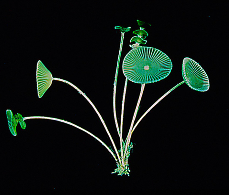 Acetabularia crenulata, en art som förekommer både i Atlanten och Indiska Oceanen. Den här kommer från Bermudas korallrev. Bilden används med tillstånd från www.surialink.com