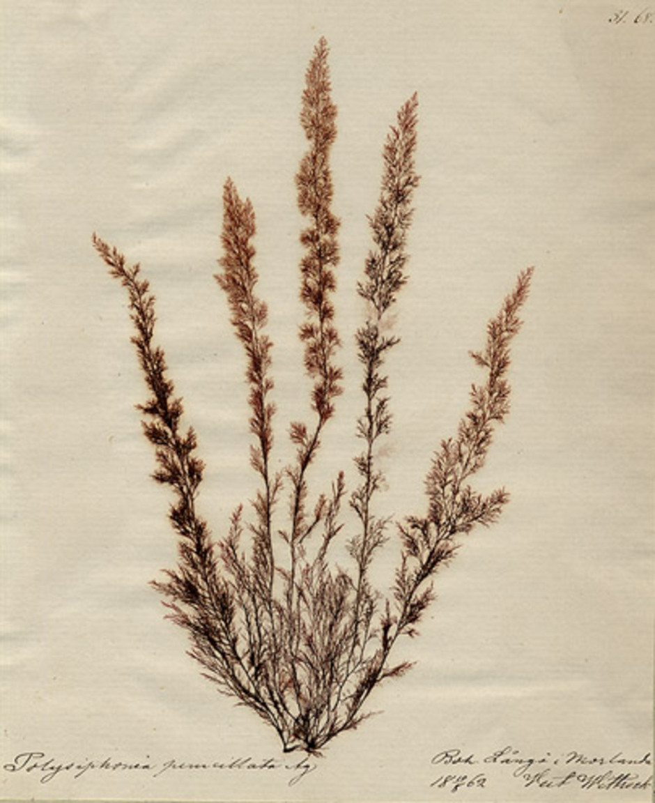 Polysiphonia brodiaei kallades förr Polysiphonia penicillata och är den art i släktet som bär namnet rödslick. Detta exemplar insamlades i Bohuslän 1862. Ur Naturhistoriska riksmuseets samlingar.