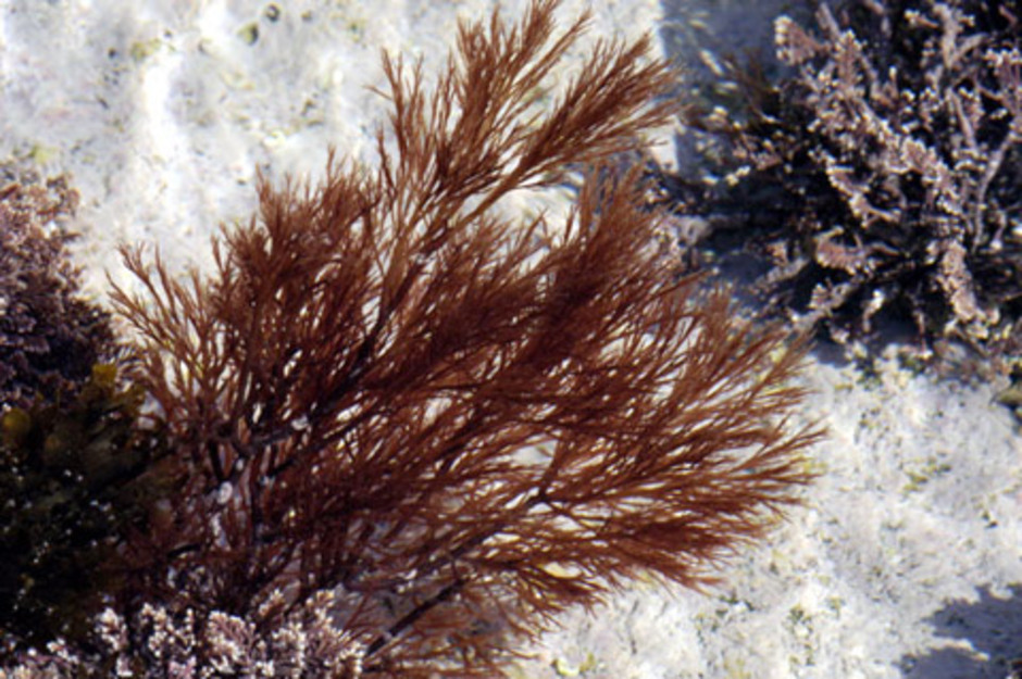 Polysiphonia elongata i sin rätta miljö. Bilden används med tillstånd från Seaweed Site (www.seaweed.ie)