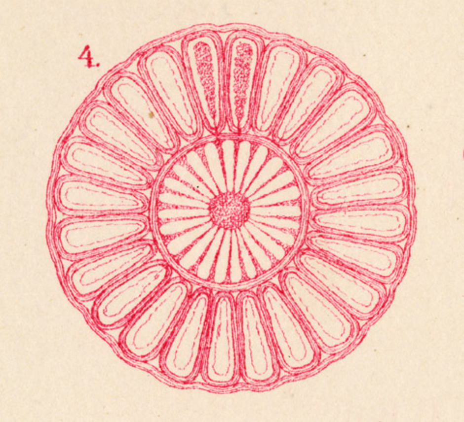 Illustration ur Florideernes morphologi av J. G. Agardh från 1879. Bilden visar ett tvärsnitt av en gren av Polysiphonia där man kan se centralcellen omgiven av pericentralceller.