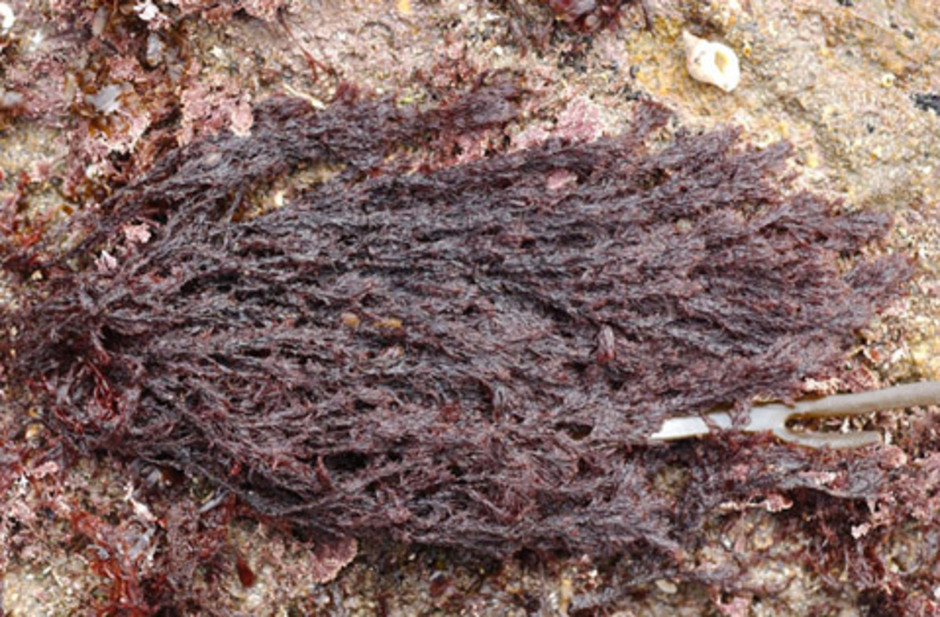 Fjäderslick, Polysiphonia fucoides, upptagen på land. Bilden används med tillstånd från Seaweed Site (www.seaweed.ie).