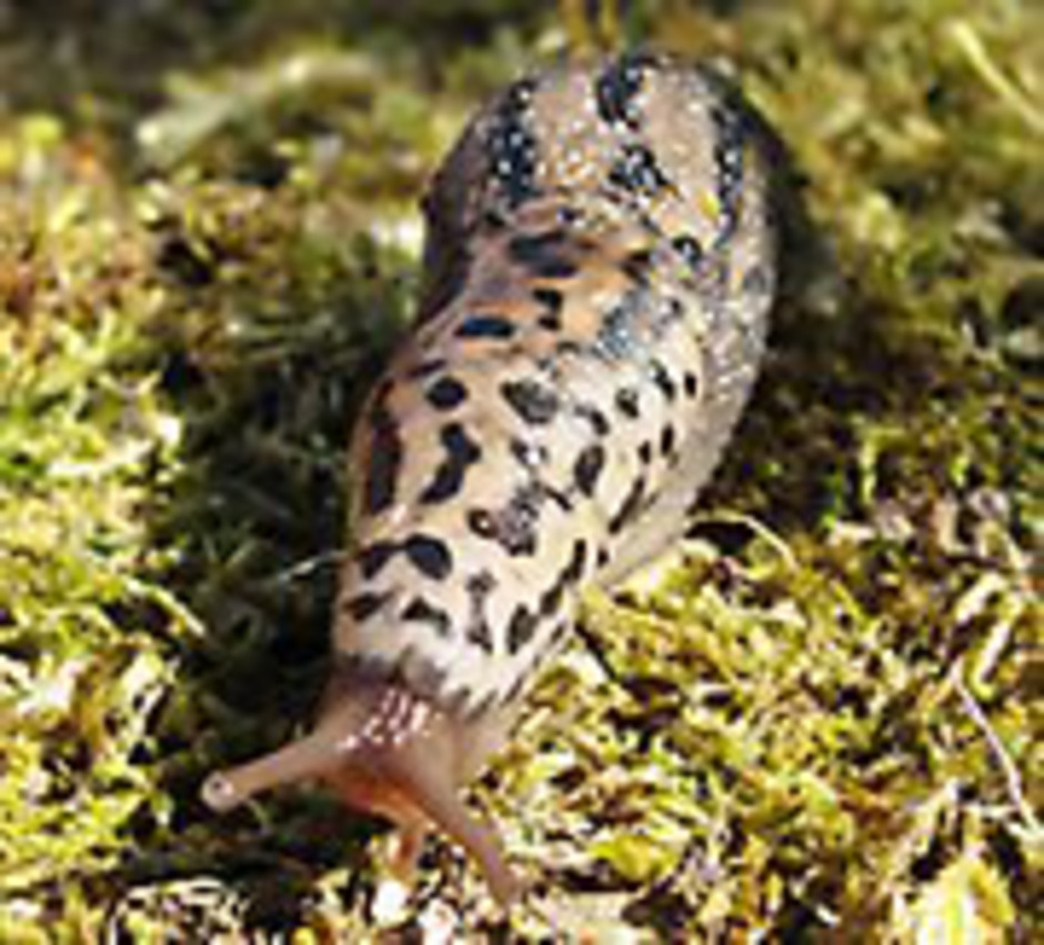 Pantersnigel eller leopardsnigel. Foto: Lars-Åke Janzon