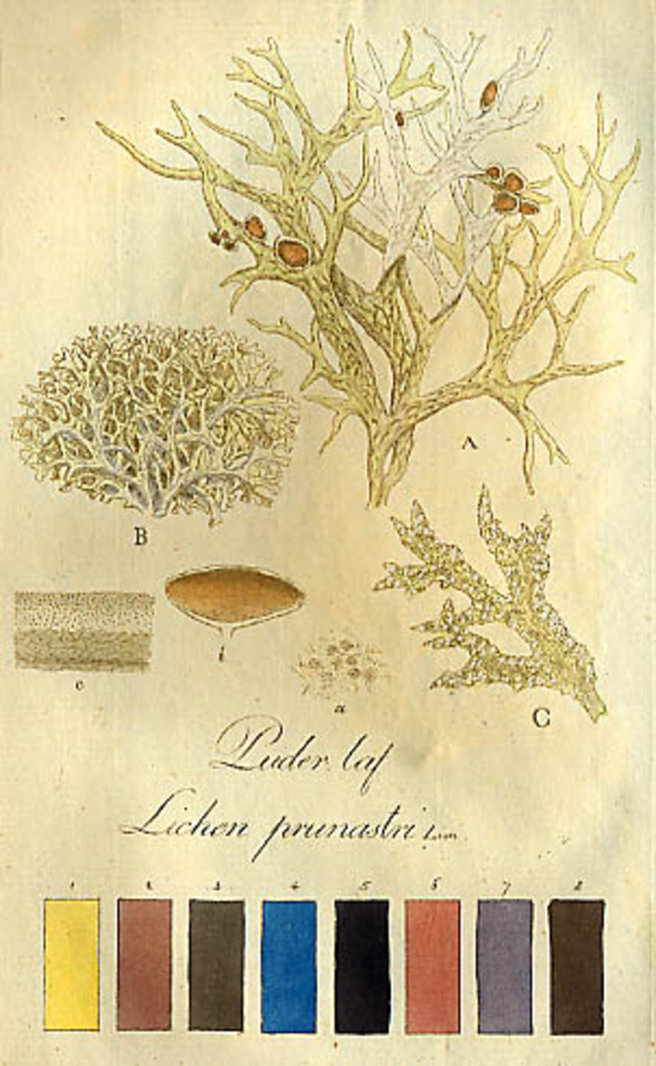 Bild av slånlav eller puderlav, Evernia prunastri, ur Svenska lafvarnas färghistoria, eller sättet att använda dem till färgning och annan hushållsnytta av J. P. Westring, Stockholm, 1805.