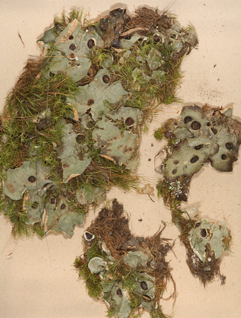 Solorina octospora, åttasporig säcklav insamlad av Sten Ahlner i Norge, Oppland, Lom, 1949. Ur Naturhistoriska riksmuseets samlingar. (S reg. nr. L56833). Foto: Christopher Reisborg