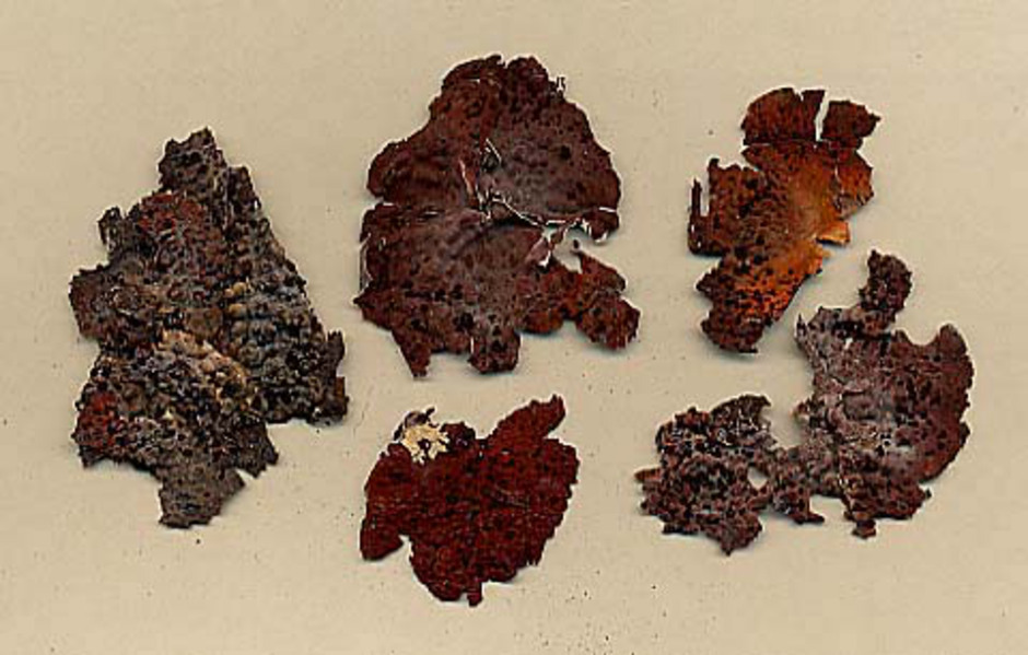 Den röda Lasallia rubiginosa från Sydafrika, Goda Hoppsudden, Table mountain insamlad av N. J. Andersson den 17 april 1853. Ur Naturhistoriska riksmuseets samlingar.