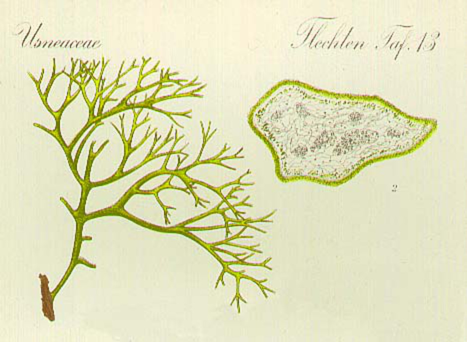 Varglav, Letharia vulpina. Illustration ur "Kryptogamenflora" av W. Migula (1929 - 1931).