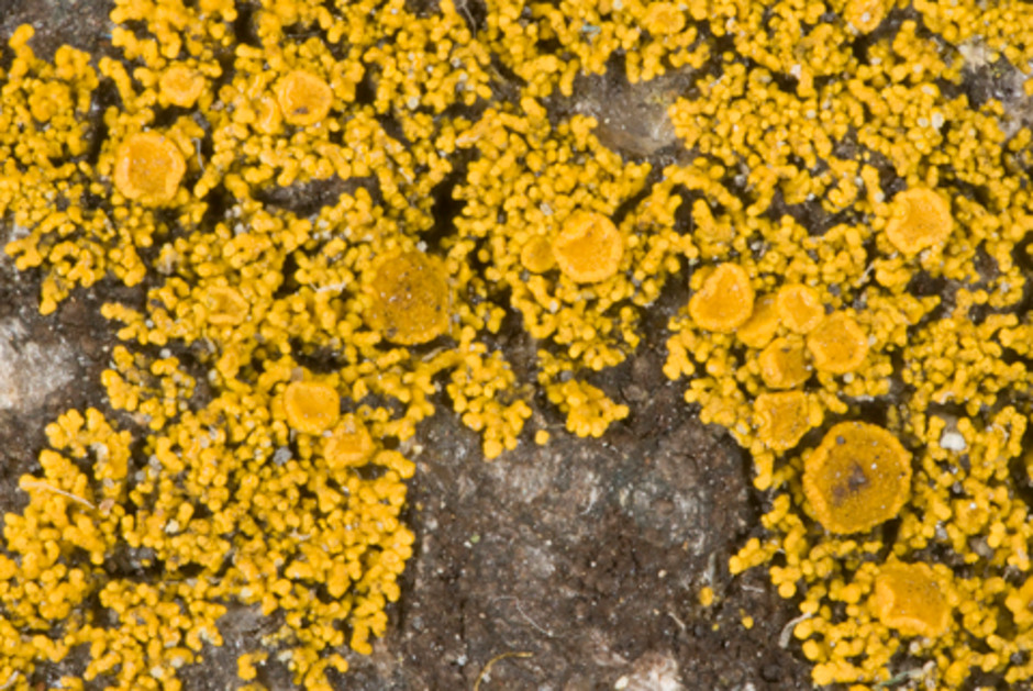 Kuddägglav, Candelariella coralliza, växer på sten och bildar små koralllika kuddar Ur Naturhistoriska riksmuseets samlingar, föremålsnummer F70346. Bild Ramona Ubral Hedenberg