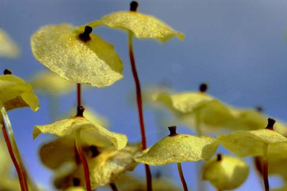 Sporkapslar av gul parasollmossa, S. luteum. Foto: Lena Eriksson