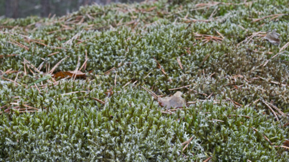 Grå raggmossa, Racomitrium languinosum (Södermanland). Mattbildande växtsätt på berghäll. Det vita ”luddet” består av håruddar i toppen på bladen. Foto: Lars Hedenäs.