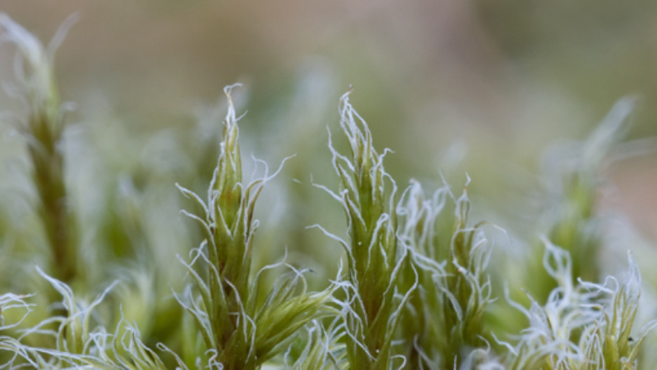 Grå raggmossa, Racomitrium languinosum (Södermanland). Vita (färglösa) håruddar framträder i toppen av bladen. Foto: Lars Hedenäs.