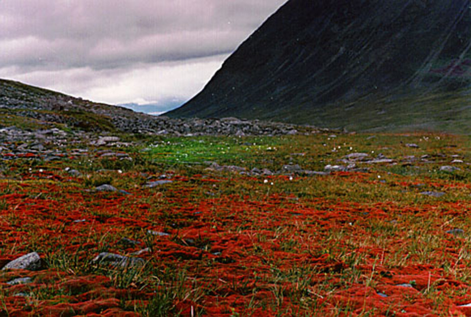 Större källområde täckt av rosenbryum. Nissunvagge, Torneträskområdet. Foto: Lars Hedenäs.