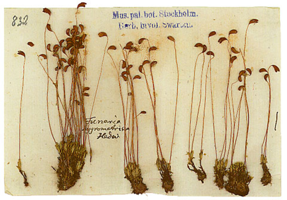 Kollekt av spåmossa ur Olof P. Swartz herbarium. Olof Swartz (1760-1818) var en mångsidig forskare på det botaniska området. Han samlade material ur de flesta växtgrupper, inklusive svampar och lavar, vilka tidigare ansågs vara växter. Under sina resor besökte han förutom olika delar av Sverige bland annat Nordamerika och Västindien. En stor del av Swartz herbarium finns idag på Naturhistoriska riksmuseet.