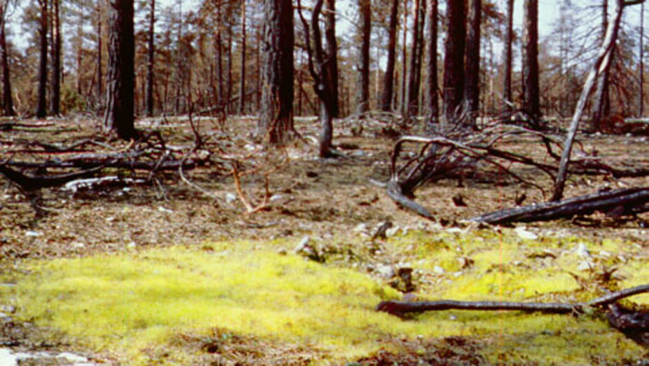 Spåmossan koloniserade snabbt stora områden efter en skogsbrand på och kring Torsburgen på Gotland för några år sedan. Året efter branden lyste mossans karakteristiska gulgröna färg på stora ytor i vacker kontrast mot den sotsvärtade omgivningen. Foto: Lars Hedenäs.