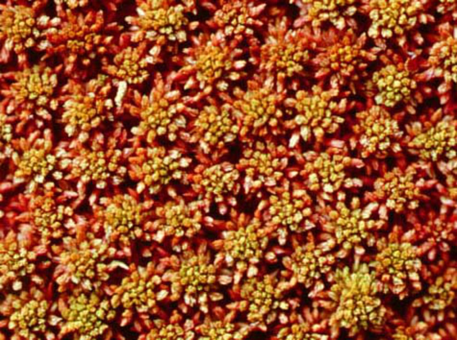 Tallvitmossa (Sphagnum capillifolium) hittar man ofta i hällmarkstallskog, men den kan även växa i myrkanter och på hedmark. Foto: L. Hedenäs.