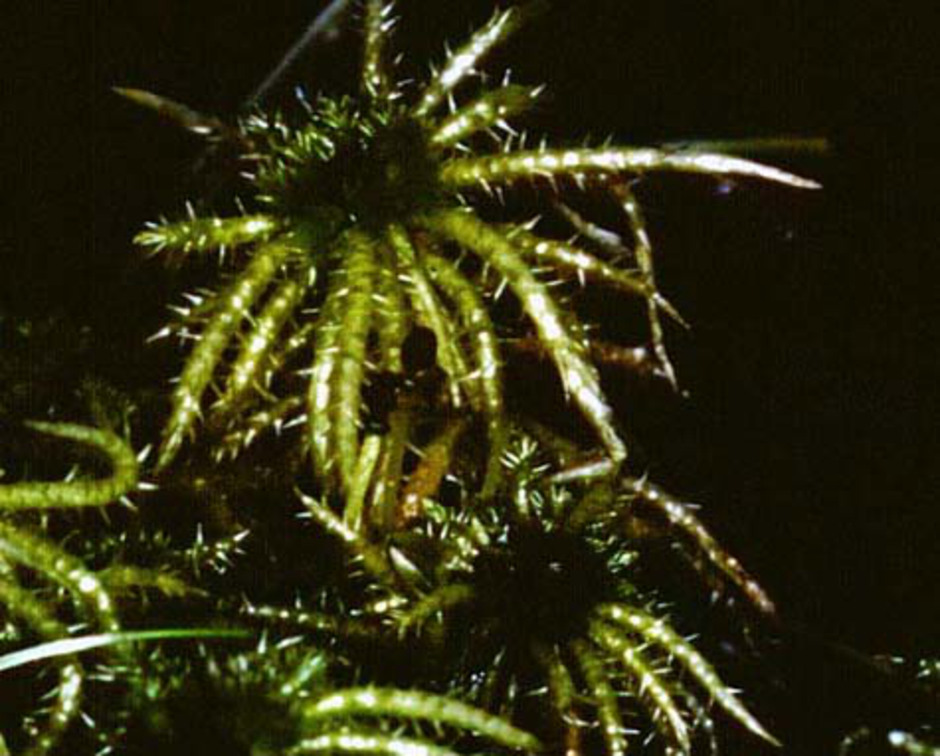 Spärrvitmossan (Sphagnum squarrosum) är en storvuxen art som lätt känns igen på de utspärrade grenbladsspetsarna. Arten är ganska vanlig i sumpskog och på stränder. Arten gynnas av förhöjda halter näringsämnen (kväve- och fosforföreningar), vilket gjort att den för närvarande expanderar i områden i Västeuropa med stort atmosfäriskt nedfall. I dåligt buffrade miljöer kan spärrvitmossans expansion leda till snabba förändringar i vegetationen eftersom den, liksom andra vitmossor, effektivt försurar sin växtplats. Foto: I. Bisang.