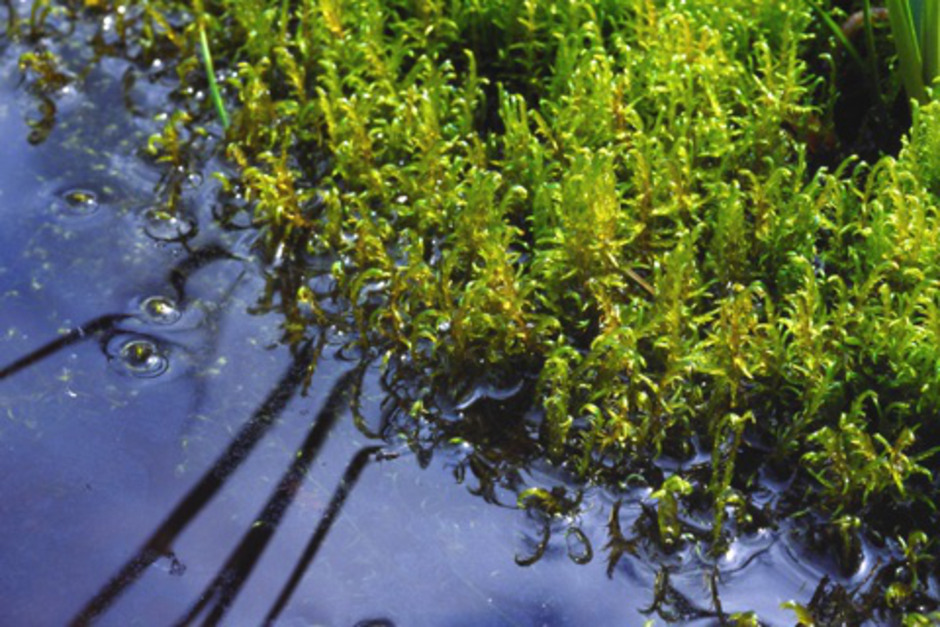Kärrkrokmossa, Sarmentypnum exannulatum, växer gärna i källpåverkade miljöer. Foto: Lars Hedenäs