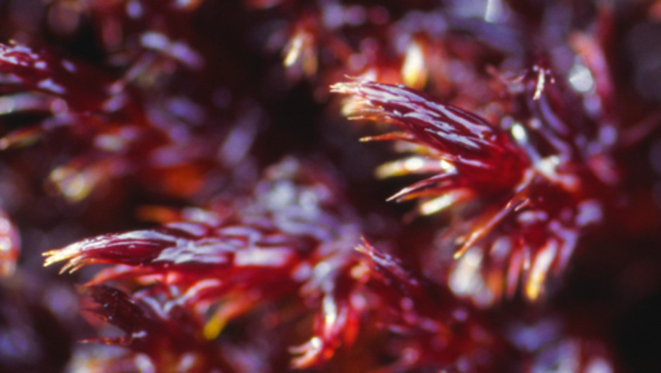 Kärrkrokmossa, Sarmentypnum exannulatum, blir röd när den utsätts för stark solstrålning. Foto: Lars Hedenäs