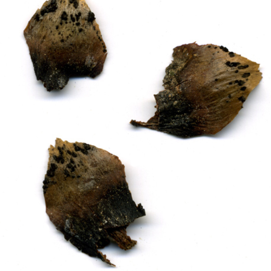 På våren kan man hitta kottar som blivit svarta av kotteskorv (Phragmotrichum chailletii). Här syns några kottefjäll med konidier. Insamlad av Nils Lundqvist,1993, i Dalby socken i Uppland. Ur Naturhistoriska riksmuseets samlingar, föremålsnummer F49374.