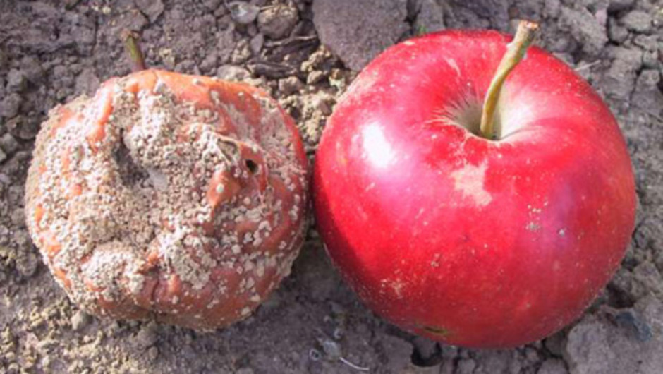 Typiskt angrepp av Gul Monilia (Monilia fructigena) på äpplen. Foto: Magnus Gammelgaard.