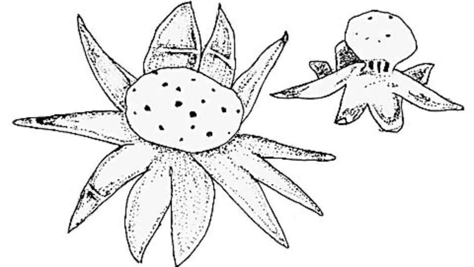Sålljordstjärnan, Myriostoma coliforme, har en flerskaftad rökboll med flera mynningar. Illustration: Taraneh Sjöström