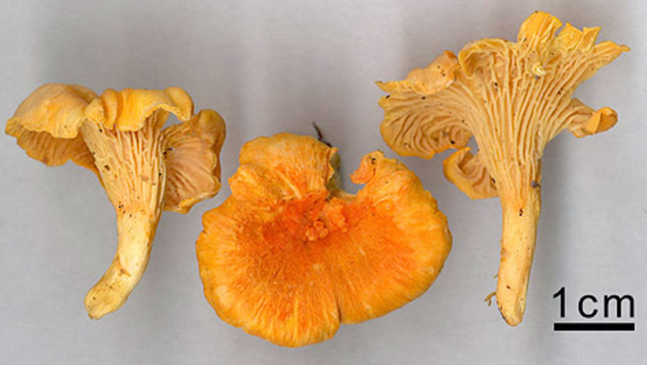 Orange kantarell Cantharellus friesii. Foto: Mikael Krikorev