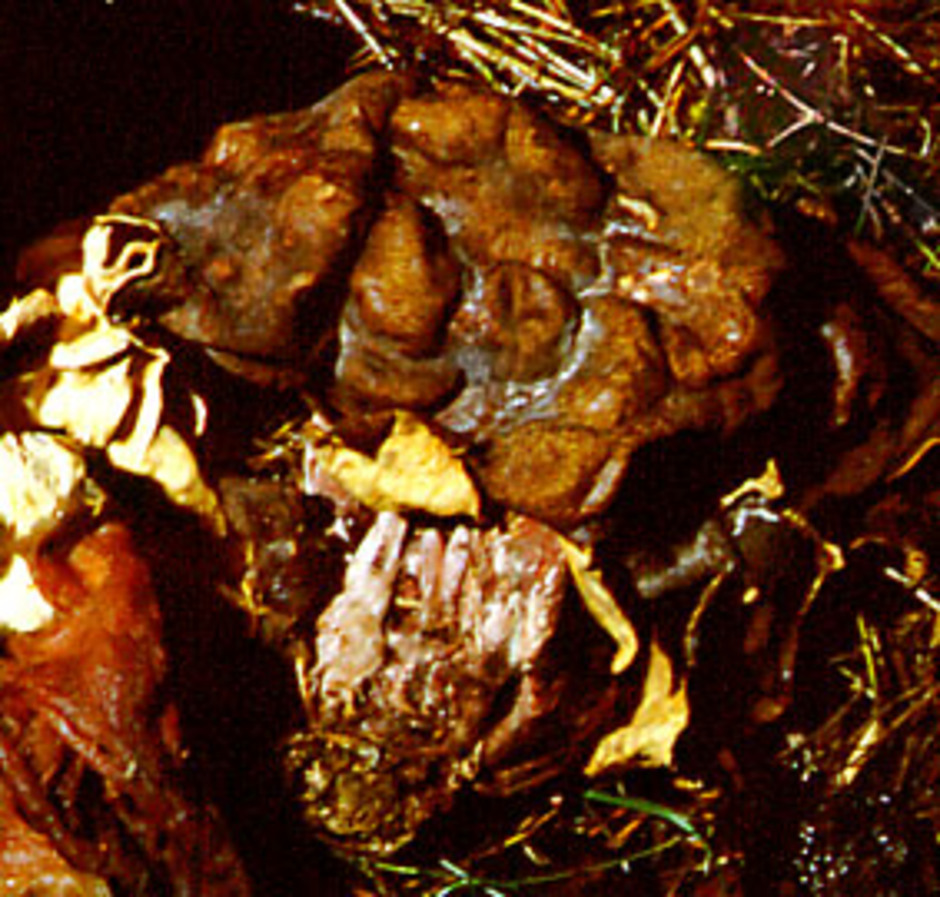 Klotsporig murkla (uppfuktat herbariematerial) insamlad i Sörle i Nordingrå 1998. Observera den lila foten. Ur Naturhistoriska riksmuseets samlingar. Foto: Klas Jaederfeldt.